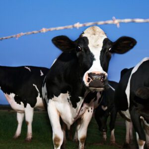 00tufekci-mediumSquareAt3X