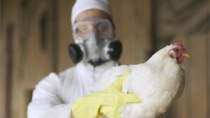 Avian-Influenza-bird-flu