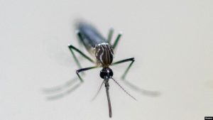 Mosquito Cuba Oropuche