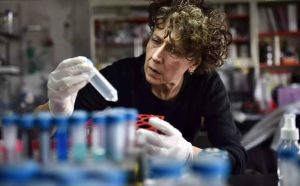 Dengue Investigación