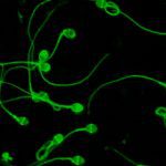 Reproducción asistida tecnología del Conicet