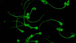 Reproducción asistida tecnología del Conicet