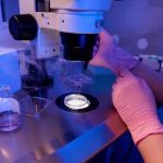 La calidad de los óvulos