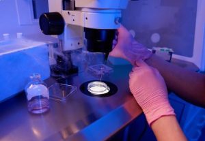 La calidad de los óvulos