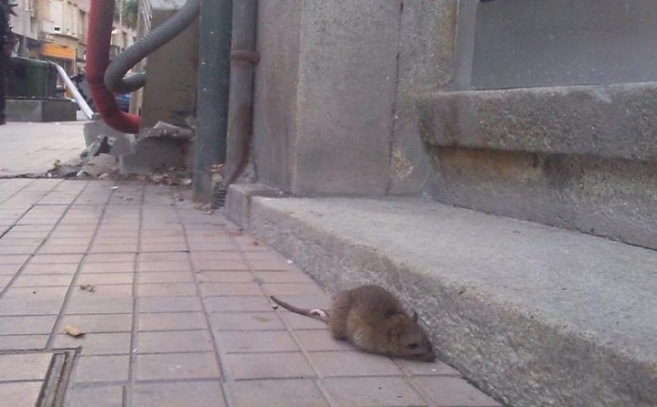 ratas CABA