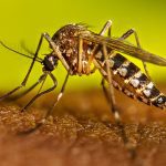 El mosquito es vector de un sinnúmero de enfermedades