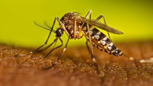 El mosquito es vector de un sinnúmero de enfermedades