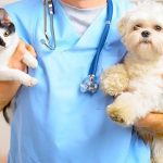 Las enfermedades de animales