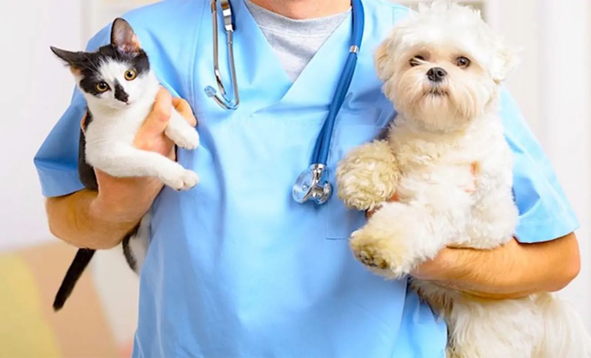 Las enfermedades de animales