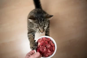 gatos comida cruda