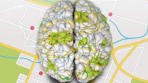 corteza neurocortex cerebro mapa