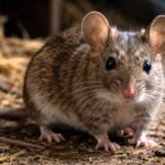 raton hantavirus