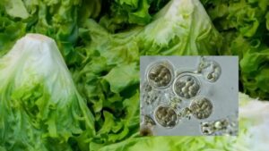 ciclosporiasis-lechuga