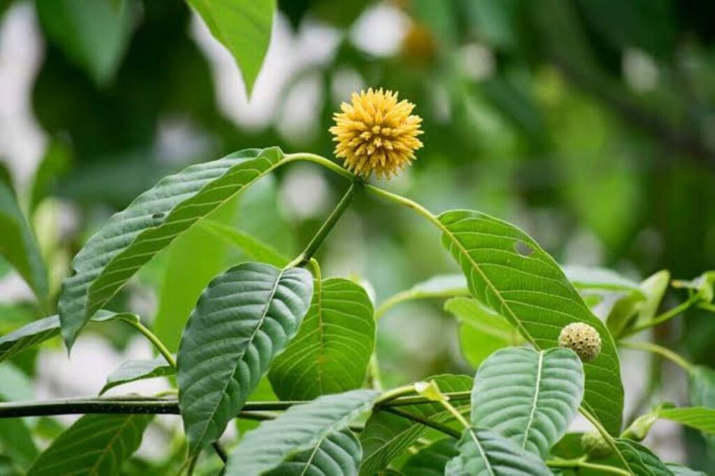 kratom