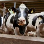 vaca